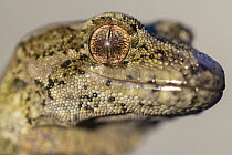 Cascade gecko (Mokopirirakau "Cascades") head portrait, Haast Range, West Coast, New Zealand.