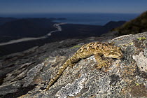 Cascade gecko (Mokopirirakau "Cascades") female, resting on rock on mountainside, Haast Range, West Coast, New Zealand.