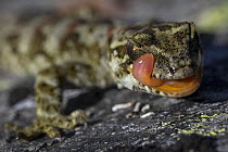 Cascade gecko (Mokopirirakau "Cascades") resting on rock with tongue out, Haast Range, West Coast, New Zealand.