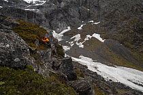 Photographer looking for New Zealand rock wren (Xenicus gilviventris) nest on mountainside with remains of an avalanche behind. Fiordland, South Island, New Zealand. November, 2018.