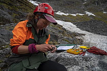 A research assistant measuring the wing chord of a New Zealand rock wren (Xenicus gilviventris). The banding / ringing kit will be used to colour band the bird. Gertrude Valley, Fiordland, South Islan...