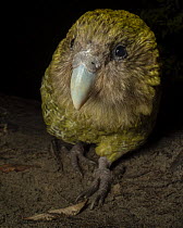 Kakapo (Strigops habroptilus) female aged 5 years, portrait. This individual was raised in captivity but is now free to roam the island, Whenua Hou / Codfish Island, New Zealand. Critically endangered...