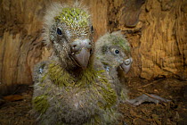Two Kakapo (Strigops habroptilus) chicks in a nest cavity at the base of a large tree, Whenua Hou / Codfish Island, New Zealand. Critically endangered.