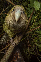 Kakapo (Strigops habroptilus) female aged 5 years, perched on branch. This individual was raised in captivity but is now free to roam the island, Whenua Hou / Codfish Island, New Zealand. Critically e...