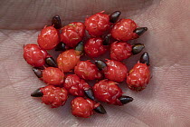 Rimu (Dacrydium cupressinum) seeds in the palm of a hand, collected as supplementary feeding for Kakapo, Whenua Hou / Codfish Island, New Zealand.