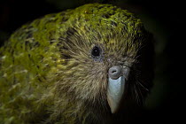 Kakapo (Strigops habroptilus) female aged 5 years, head portrait. This individual was raised in captivity but is now free to roam the island, Whenua Hou / Codfish Island, New Zealand. Critically endan...