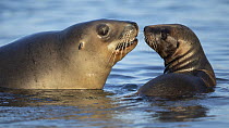 New Zealand sea lion (Phocarctos hookeri) female and pup in shallows of an estuary, wild, Catlins, South Island, New Zealand. Endangered.