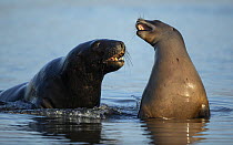 Two New Zealand sea lions (Phocarctos hookeri) sub-adult male courting female in shallows of an estuary, Catlins, South Island, New Zealand. Endangered.