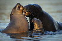 Two New Zealand sea lions (Phocarctos hookeri) sub-adult male courting female with pup close by, in shallows of an estuary, Catlins, South Island, New Zealand. Endangered.
