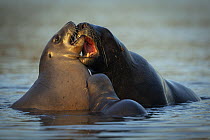 Two New Zealand sea lions (Phocarctos hookeri) sub-adult male courting female with pup close by, in shallows of an estuary, Catlins, South Island, New Zealand. Endangered.
