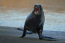 New Zealand sea lion (Phocarctos hookeri) sub-adult male, with mouth open, dominance display, on sandy shore of an estuary, Catlins, South Island, New Zealand. Endangered.