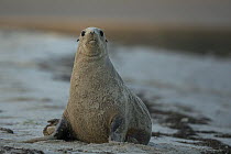 New Zealand sea lion (Phocarctos hookeri) female, resting on beach after rolling in sand, Catlins, South Island, New Zealand. Endangered.