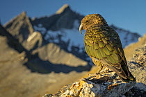 Kea (Nestor notabilis) male, perched on mountainside with a small glacier in the background on Fog Peak, Southern Alps, South Island, New Zealand. Endangered.