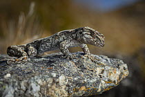 Orange-spotted gecko (Mokopirirakau "Roys Peak") resting on a rock, photographed while found and handled for surveying and conservation, Southern Alps, South Island, New Zealand. Controlled conditions...