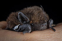Long-tailed bat (Chalinolobus tuberculatus) male, resting in palm of a hand, captured in a harp trap and banded on forearm during bat conservation fieldwork, Whirinaki Forest Park, North Island, New Z...