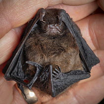Long-tailed bat (Chalinolobus tuberculatus) male, resting in palm of a hand, captured in a harp trap during bat conservation fieldwork, Whirinaki Forest Park, North Island, New Zealand. Controlled con...