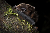 Long-tailed bat (Chalinolobus tuberculatus) male, resting on log, captured in a harp trap during bat conservation fieldwork, Whirinaki Forest Park, North Island, New Zealand. Controlled conditions. Cr...