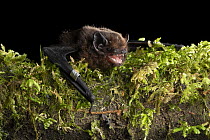 Long-tailed bat (Chalinolobus tuberculatus) male, resting on log, captured in a harp trap and banded on forearm during bat conservation fieldwork, Whirinaki Forest Park, North Island, New Zealand. Con...