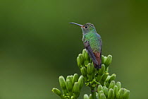 Rufous-tailed hummingbird (Amazilia tzacatl) perched on the flower buds of an Agave plant, Gamboa, Colon Province, Panama.