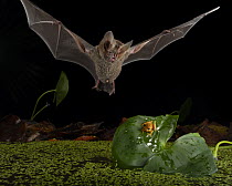 Fringe-lipped bat (Trachops cirrhosus) male, hunting Yellow hourglass tree frog (Dendropsophus ebraccatus) prey in pond, within a flight cage of the Smithsonian Bat Lab, Smithsonian Tropical Research...