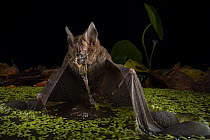 Fringe-lipped bat (Trachops cirrhosus) male, catching Tungara frog (Engystomops pustulosus) prey from pond, within a flight cage of the Smithsonian Bat Lab, Smithsonian Tropical Research Institute, Ga...