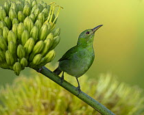 Green honeycreeper (Chlorophanes spiza) female, perched on the flower stalk of an Agave plant, Gamboa, Colon Province, Panama.