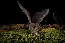 Fringe-lipped bat (Trachops cirrhosus) male, swooping down to catch Tungara frog (Engystomops pustulosus) prey from pond, within a flight cage of the Smithsonian Bat Lab, Smithsonian Tropical Research...