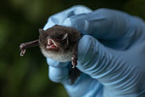 Bat researcher holding Spix's disk-winged bat (Thyroptera tricolor) showing disks on its thumbs and hind feet that act as suction cups, Gamboa, Colon Province, Panama. Controlled conditions.