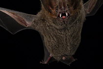 Fringe-lipped bat (Trachops cirrhosus) male, echolocating with its mouth open while flying, displaying canines, within a flight cage of the Smithsonian Bat Lab of the Smithsonian Tropical Research Ins...