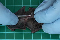 Bat researcher inserting a transponder into Spix's disk-winged bat (Thyroptera tricolor), Smithsonian Bat Lab, Smithsonian Tropical Research Institiute, Gamboa, Colon Province, Panama. Captive (for on...