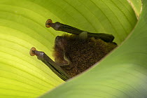Spix's disk-winged bat (Thyroptera tricolor) roosting within a plantation banana leaf, within a flight cage, Smithsonian Bat Lab, Smithsonian Tropical Research Institiute, Gamboa, Colon Province, Pana...