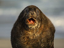 New Zealand sea lion (Phocarctos hookeri) male, with mouth open wide, dominance display, on beach, Sandfly Bay, Dunedin, South Island, New Zealand. Endangered.