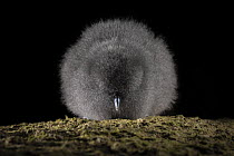 Fairy prion (Pachyptila turtur) chick, resting at night, St Clair, Dunedin, South Island, New Zealand. Controlled conditions.
