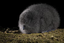 Fairy prion (Pachyptila turtur) chick, resting at night, St Clair, Dunedin, South Island, New Zealand. Controlled conditions.