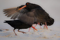 Variable oystercatchers (Haematopus unicolor) foraging on beach with one taking flight in foreground, Tomahawk Beach, Dunedin, South Island, New Zealand.