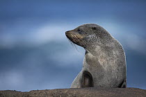New Zealand fur seal (Arctocephalus forsteri) resting on the shore, Rangatira Island, Chatham Islands, New Zealand.