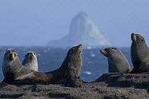 Group of New Zealand fur seals (Arctocephalus forsteri) with a pup, resting at colony with The Pyramid island in background, Rangatira Island, Chatham Islands, New Zealand.