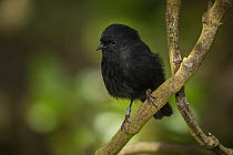 Black robin (Petroica traversi) perched on branch, almost all birds of the species are colour banded or ringed for monitoring, Rangatira Island, Chatham Islands, New Zealand.