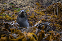 New Zealand fur seal (Arctocephalus forsteri) emerging from the ocean behind Kelp, Rangatira Island, Chatham Islands, New Zealand, Pacific Ocean.