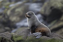 New Zealand fur seal (Arctocephalus forsteri) resting on rocky shore, Rangatira Island, Chatham Islands, New Zealand.