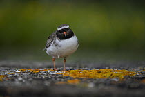 Shore plover (Thinornis novaeseelandiae) female, standing on rocky shoreline with lichen in the foreground, surrounded by cloud of small flies, Rangatira Island, Chatham Islands, New Zealand. Endanger...