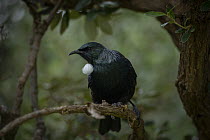 Tui (Prosthemadera novaeseelandiae chathamensis) perched on branch, Rangatira Island, Chatham Islands, New Zealand.