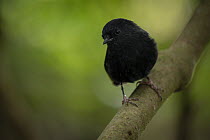 Black robin (Petroica traversi) portrait, almost all birds of the species are colour banded or ringed for monitoring, Rangatira Island, Chatham Islands, New Zealand.
