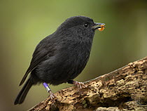 Black robin (Petroica traversi) perched on branch with mealworm in beak. This species is intensively monitored, almost all birds of the species are colour banded or ringed, Rangatira Island, Chatham I...