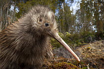 Okarito kiwi (Apteryx rowi) juvenile, portrait. Captive bred and later raised on a predator-free island and now large enough to defend itself, is being released back into its home habitat of Okarito F...