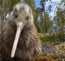 Okarito kiwi (Apteryx rowi) juvenile, portrait. Captive bred and later raised on a predator-free island and now large enough to defend itself, is being released back into its home habitat of Okarito F...