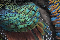 Oscellated turkey (Meleagris ocellata) plumage detail, Yucatan Peninsula, Mexico.