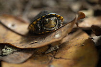 White-lipped mud turtle (Kinosternon leucostomum) juvenile, resting on dried leaf, Yucatan Peninsula, Mexico. Controlled conditions.