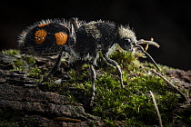 Velvet ant (Dasymutilla pulchra) resting on moss-covered log, Yucatan Peninsula, Mexico. Controlled conditions.