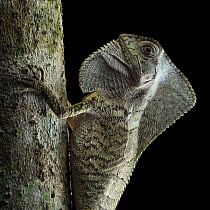 Smooth helmeted iguana (Corytophanes cristatus) resting on tree at night, Yucatan Peninsula, Mexico.